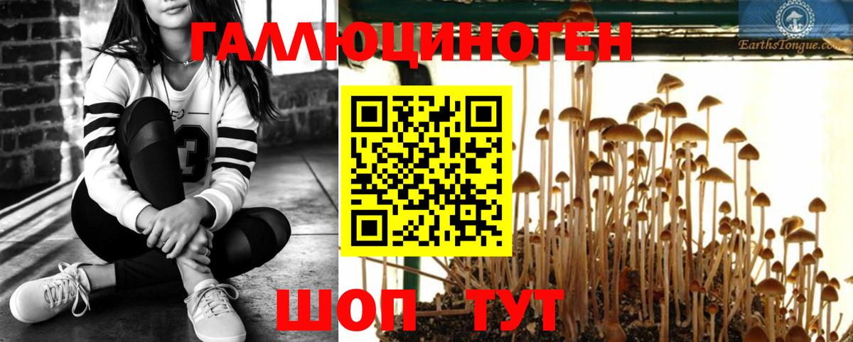 Псилоцибиновые грибы GOLDEN TEACHER Рославль